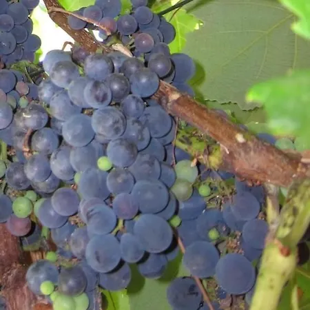 Bed & Breakfast Ligo 3*