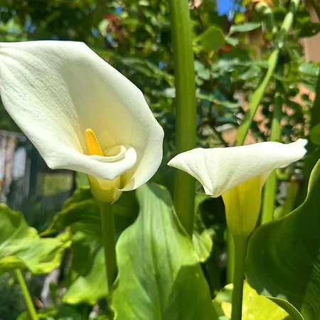 ベッド・アンド・ブレックファスト Ligo