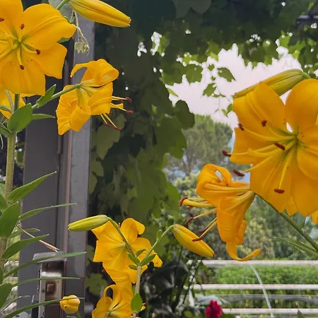 Ligo ベッド・アンド・ブレックファスト 3*