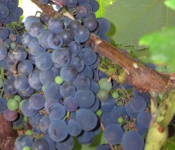 Bed and Breakfast Ligo 3*