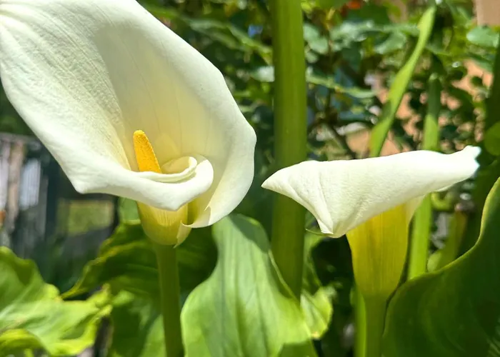 Bed and Breakfast Ligo