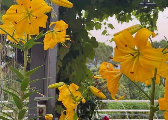 Ligo Bed and Breakfast 3*